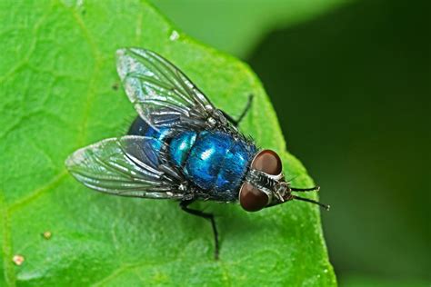 metallic blue house fly|blue fly infestation.